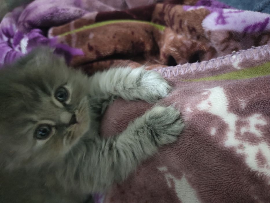Продам чистокровную скоттиш фолд
