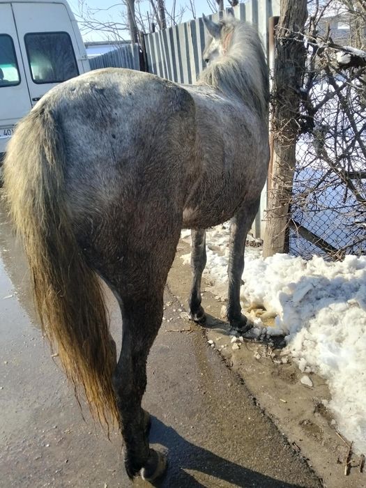 De vânzare o mânză