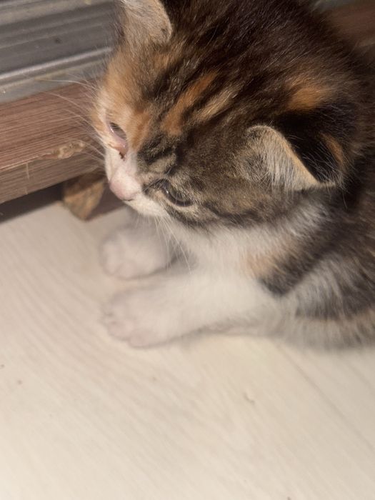 Котята бесплатно