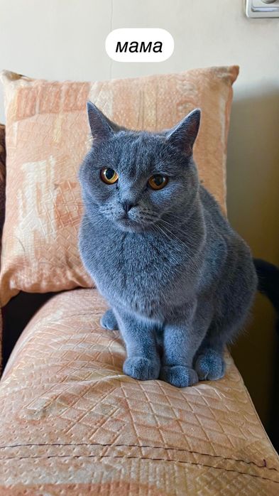 Британски котета