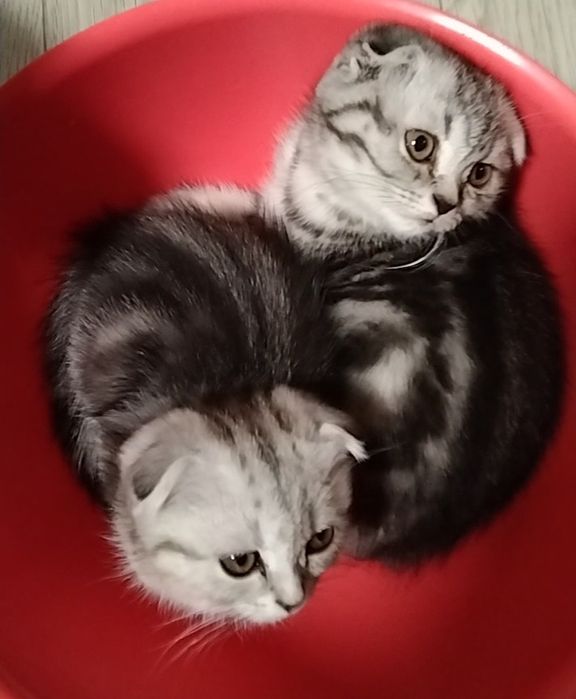 Скоттиш фолд. Две вислоухие девочки.