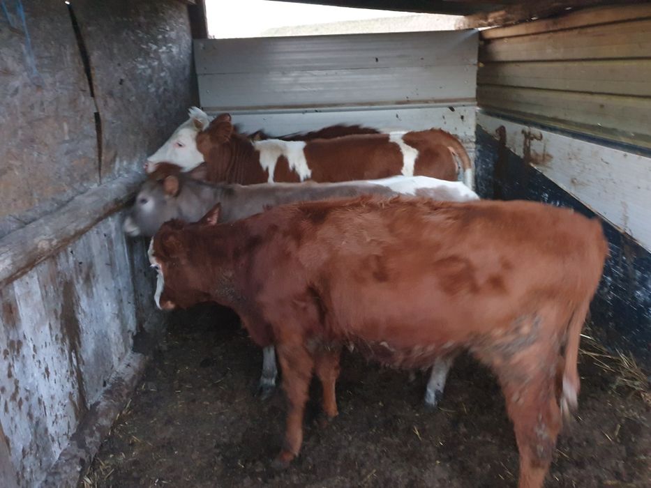 Vand taurasi si juninci