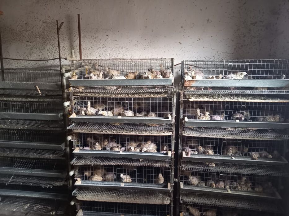 Клетки для перепелки бодене