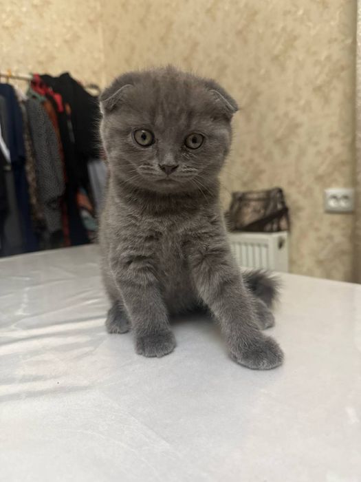 Скоттиш фолд в продаже