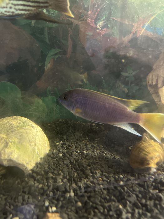 Продам рыбок символически