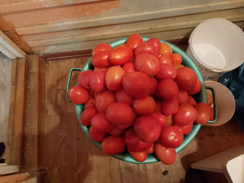 Продам помидоры домашние