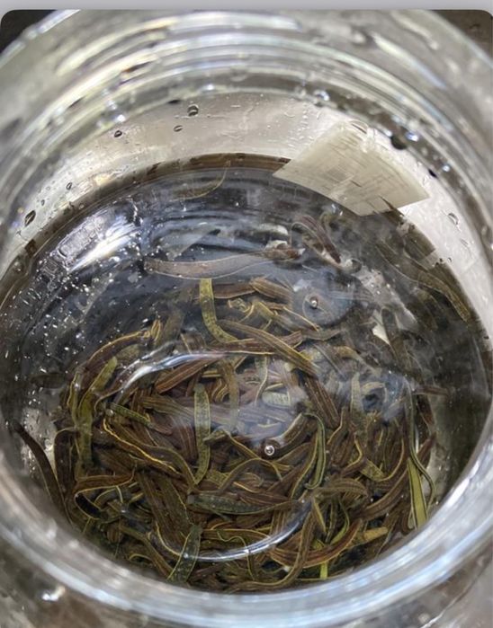 Лечение пиявками, сүлікпен емдеу