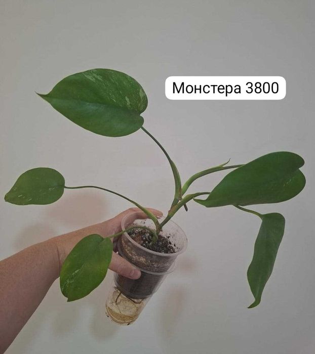 Продам монстеры ...