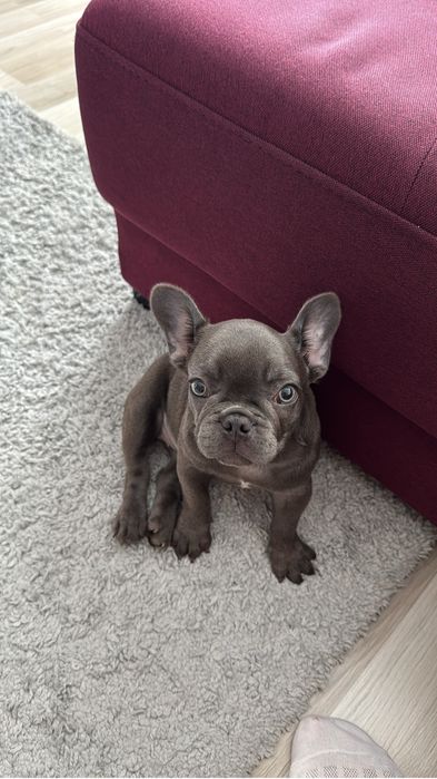 Bulldog francez Blue femela