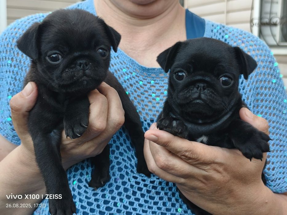 Очаровательные щенки мопса.