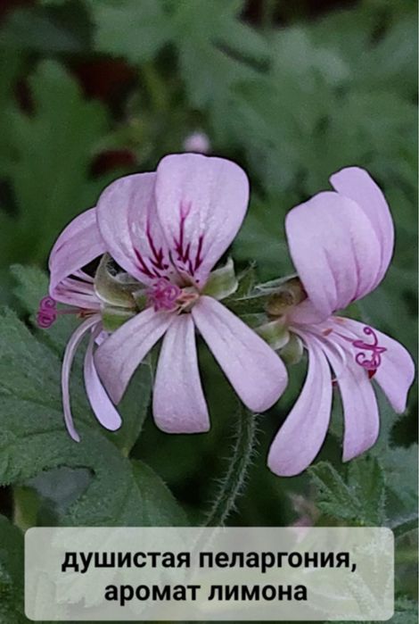 Цветы гиацинты, фиалки