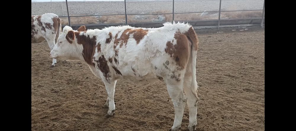 сментал ғуножин тозасидан