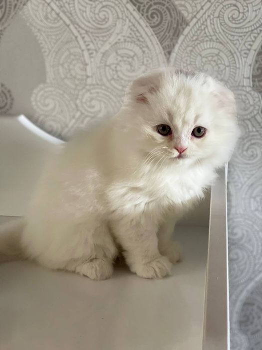 Yalangoch mushuklar bilan qisqa yubka kiygan qizlar