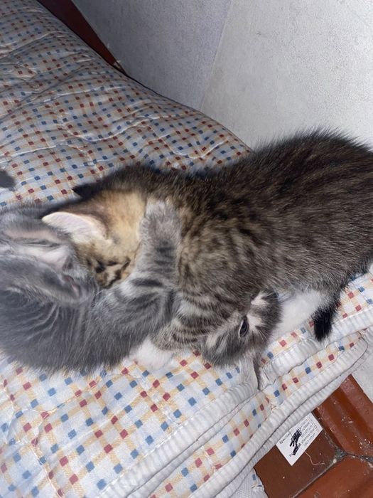 Отдам маленьких котят в  добрые руки.