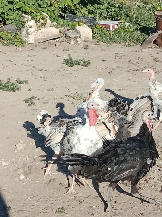 Индюк күркетауық 3 айдан асқан