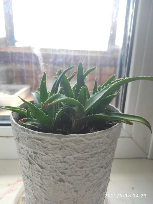 Цветы комнатные, алое, кактус, щучий хвост.