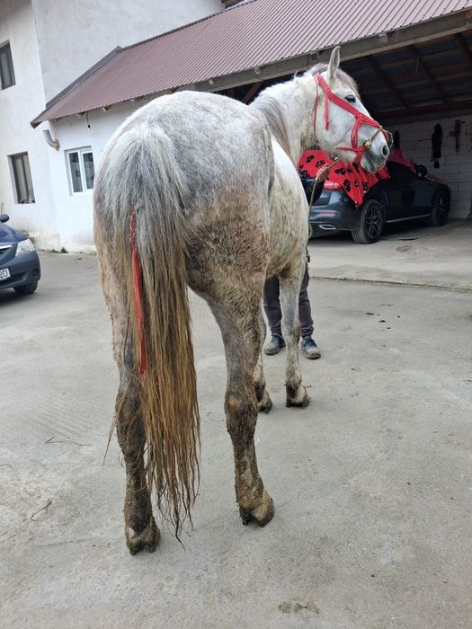 Vând cal castrat bună de munca  garantat   bună de munca 6 ani la gura