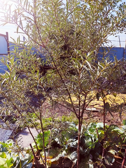 Продам саженцы деревьев икустарников