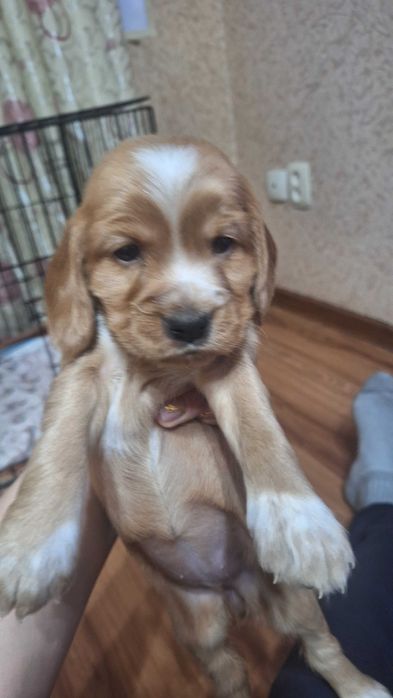 Продаются щенки спаниеля