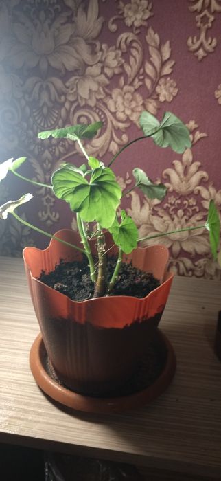 Продаю цветы уличные и комнатные.