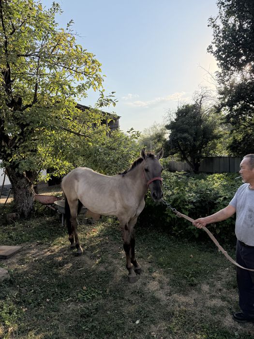 Продам лошадь тай