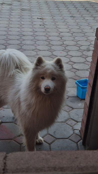 Самоед 1 годик !