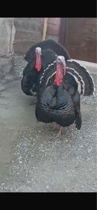 Индюк балапандары сатылады