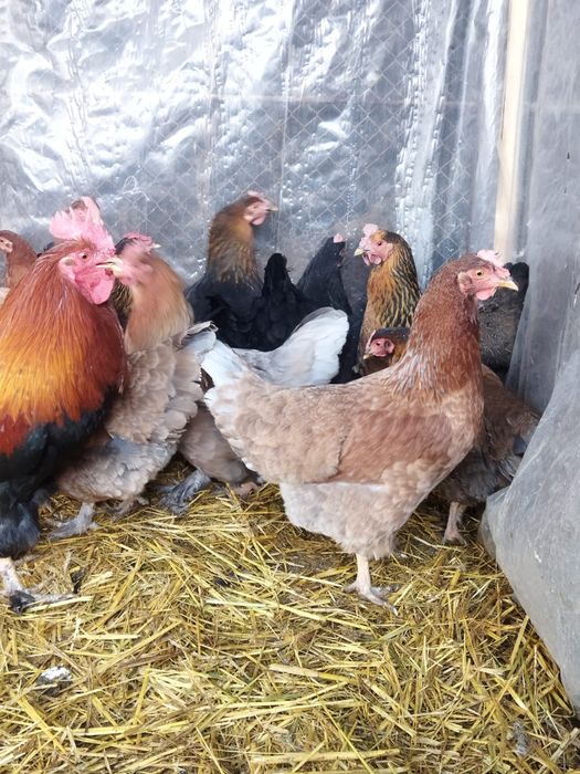 Продам куры домашние