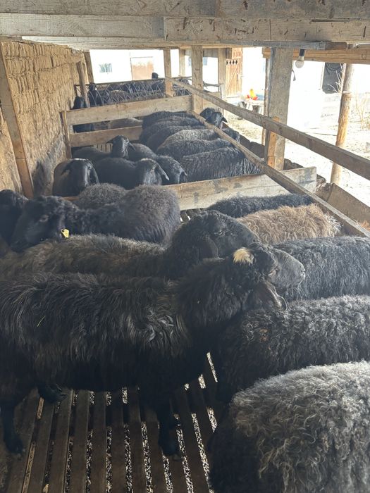 Бордакы кошкар кой токты