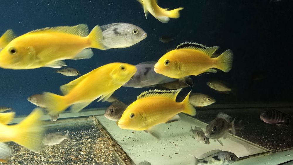 Продам малавийских цихлид