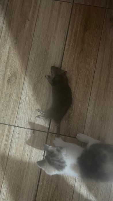 Котёнок крысаловка
