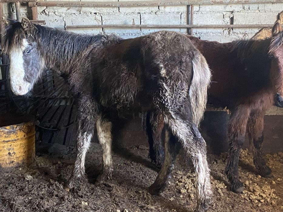 Еркек  2жабагы сатылады
