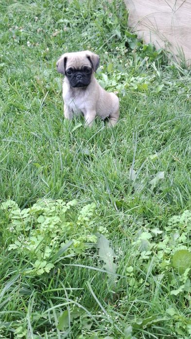 PUG MOPS .Transport in toata Ro