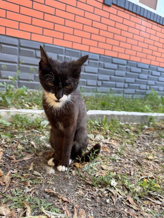 Кошка ищет домик!