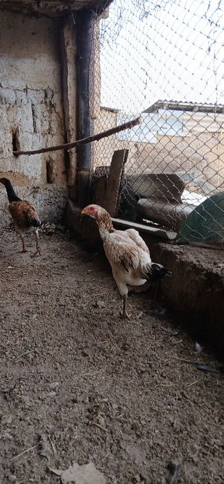 Дакан тауыықтар сатылады