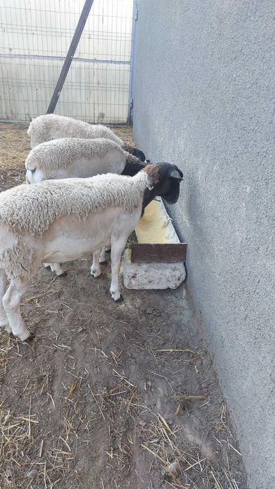 oi, mielute si berbeci dorper