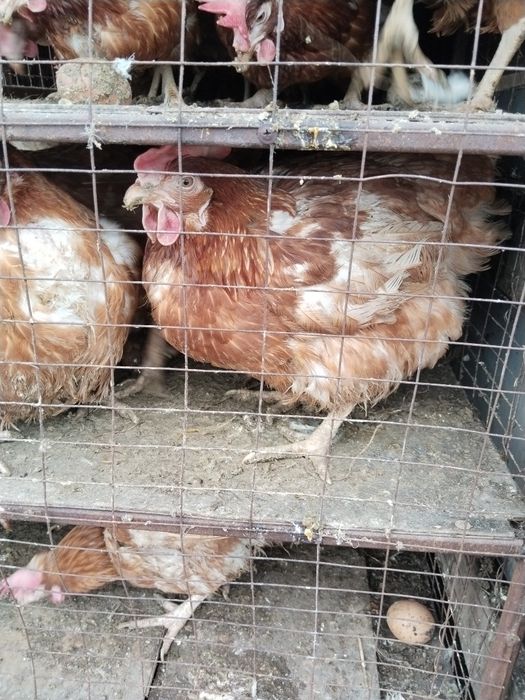 Продам кур несушек