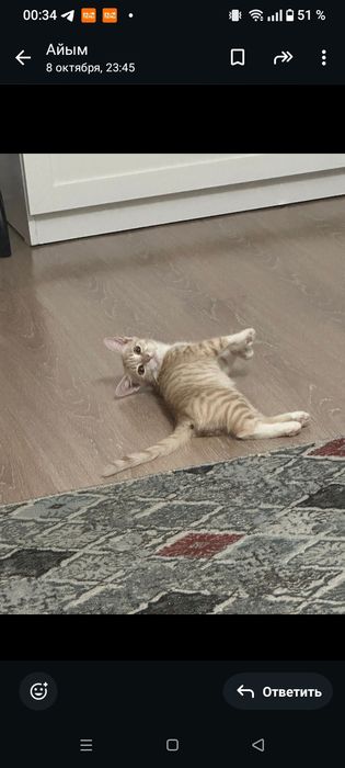 Рыжий котенок девочка