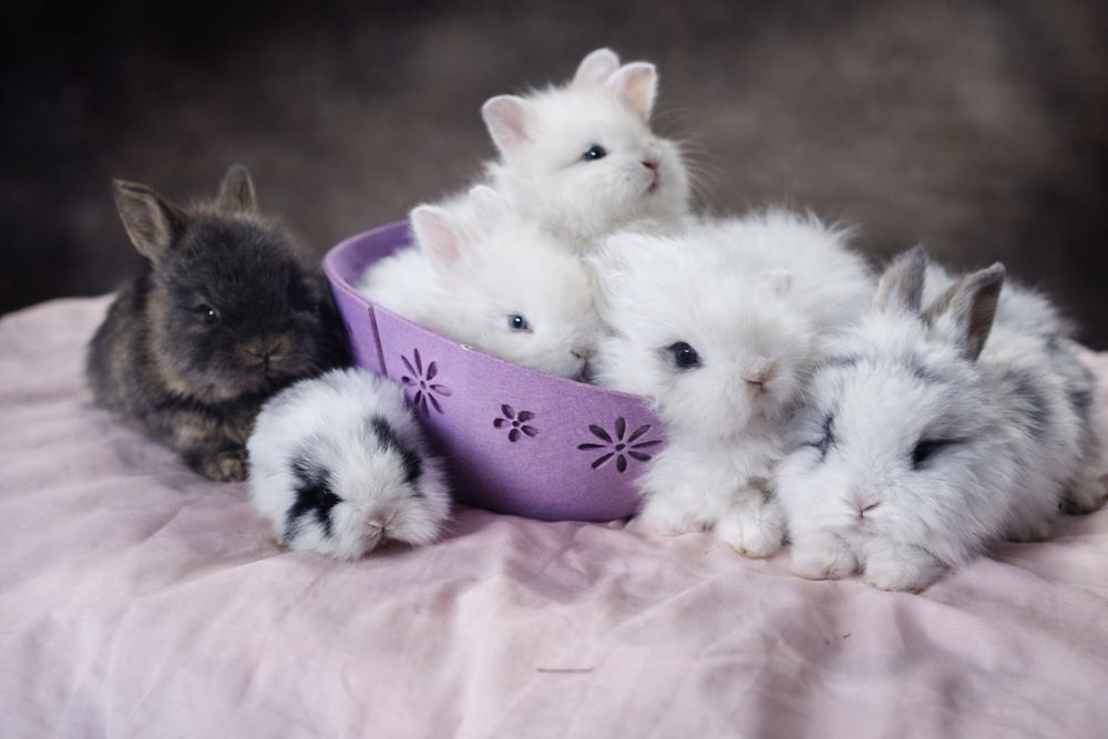 Iepurași Cap de leu pitici pentru apartament cadou pentru copi Paște i