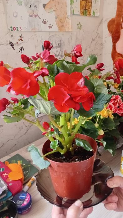 Бегония домашний цветок