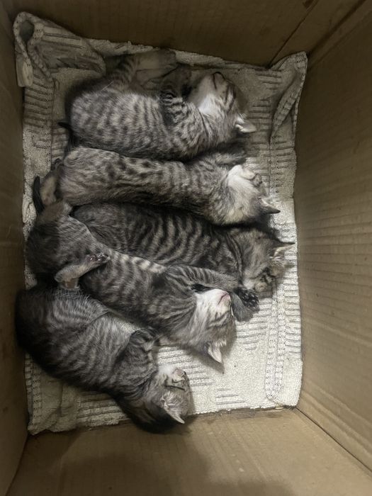 Отдам котят в хорошие руки