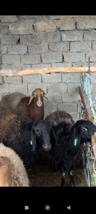 Куйлар qöylar она бола куйлар бугоз куйлар бор манзил тошкент куйликда