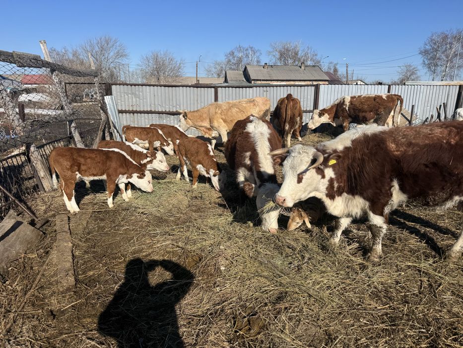 Продам коров с телятами
