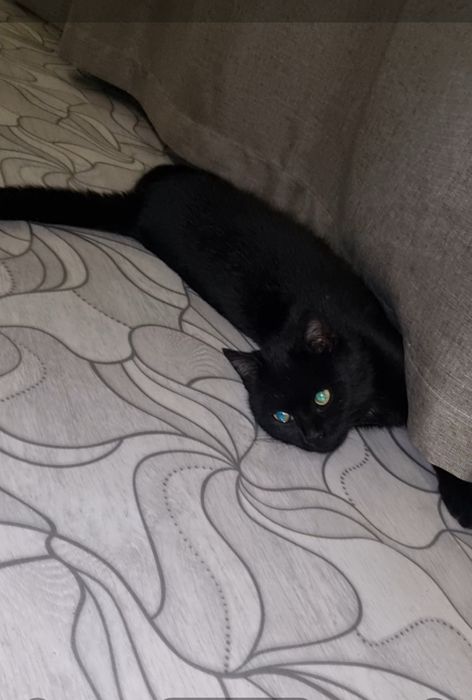 Кокос ищет дом. Доставлю!