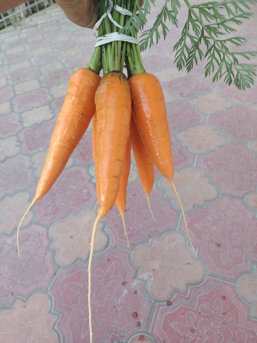 Sabzi sotiladi.Ertachi sabzi