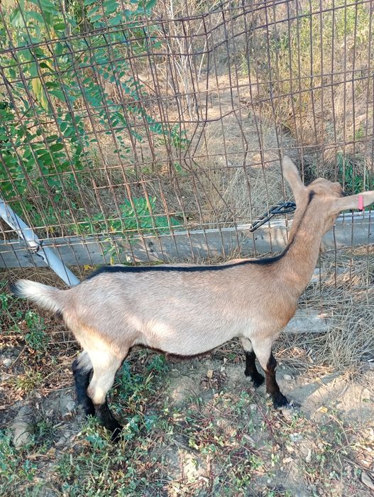 Capre rasa alpin franceză