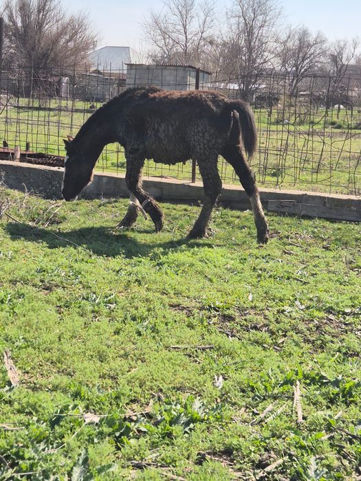 4 бас тай сатылады еркек