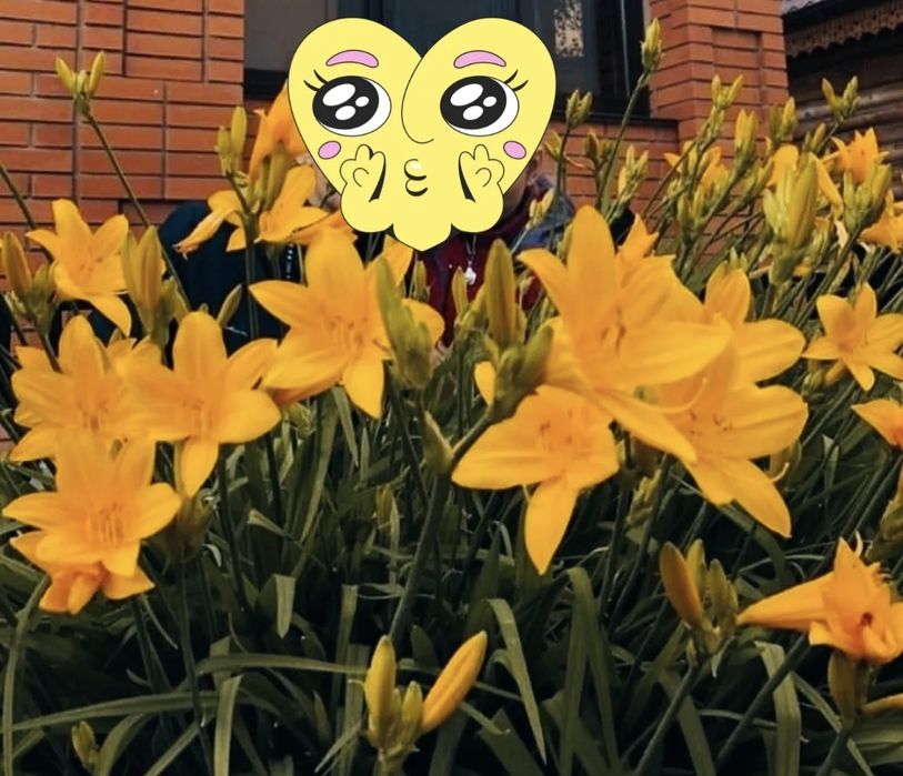 Лилейник сортовой крупноцветковый