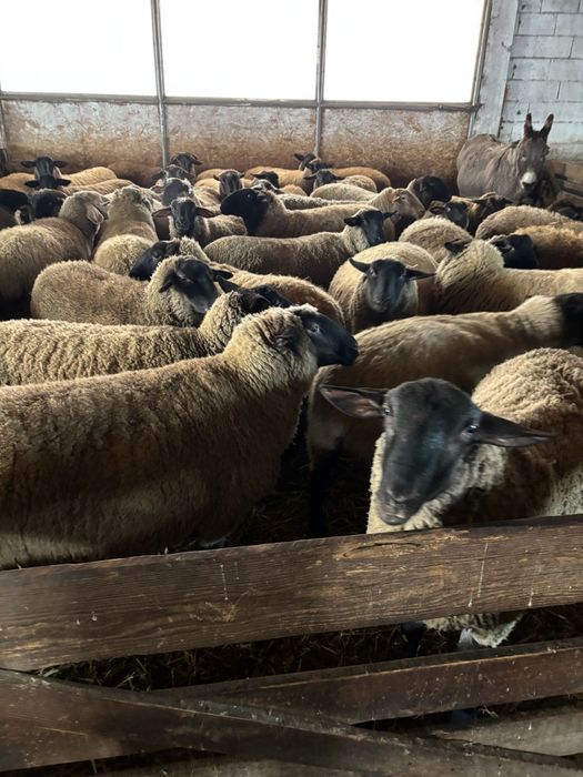 Oi sufolk origine Irlanda