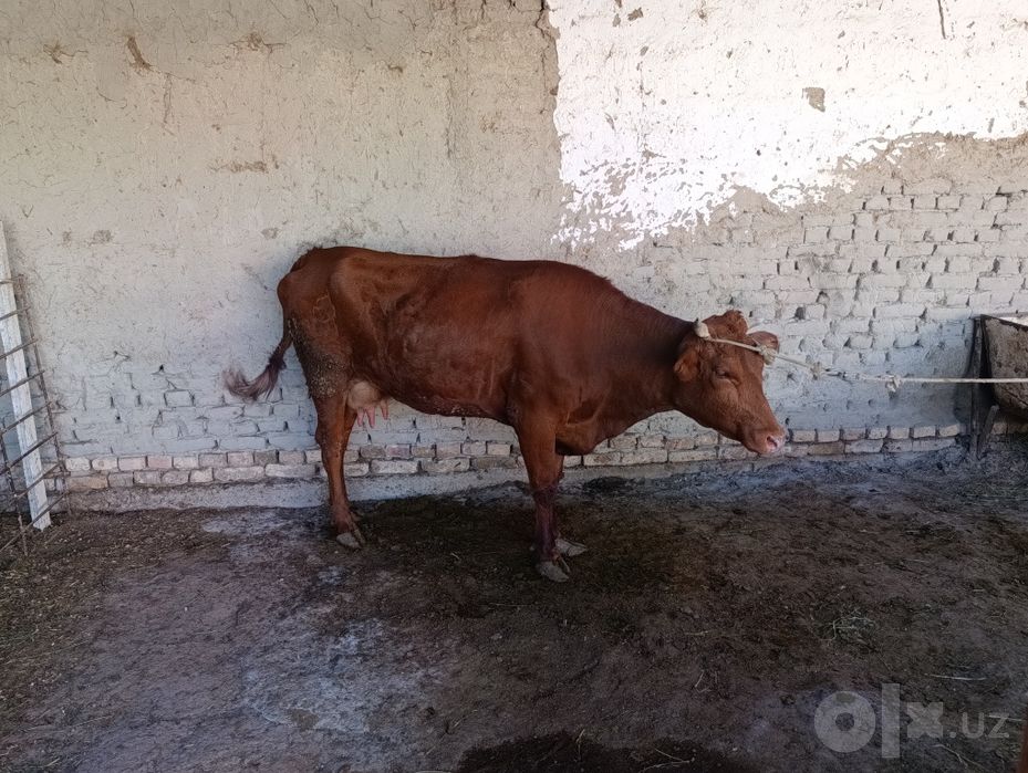 Ona bola sigir sotiladi